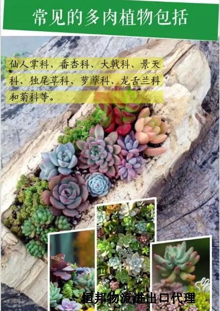 植物进口报关